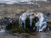 Eisformation in Krebsform an bewachsenem Fels im Zellgrabenbach in Aschau